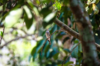 Asya Kahverengi Sinek Yakalayıcısı, kahverengi üst parçaları ve beyaz gözlü ve soluk gri kanatlarıyla ağaçta kanatları olan tanımlanamayan küçük bir kuş türüdür. Tayland