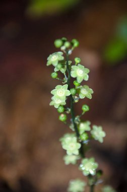 Doğada çiçek, bitkisel ilaç turşusu, yağmur ormanı, Tayland