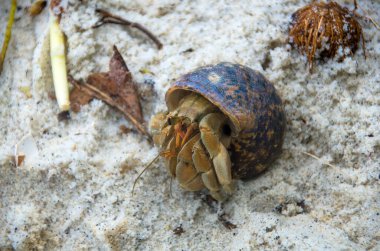 Münzevi yengeç (lat. Paguroidea) Gün doğumuyla birlikte kumda yürüyorum, lipe. Tayland