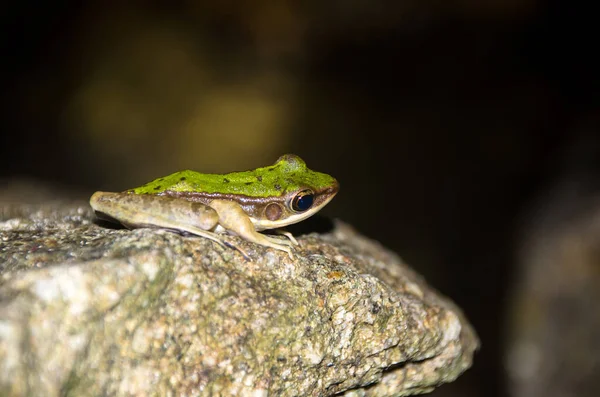 Polypederar Leukomystax Sittande Sten Med Ett Leende Ansikte Någon Sorts — Stockfoto