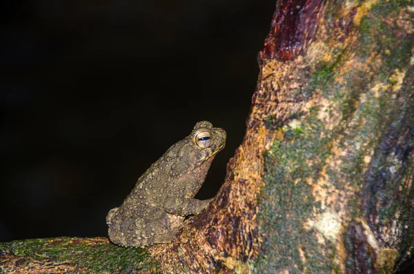 Dev Nehir Kurbağası Phrynoidis Juxtasper Bufonidae Familyasından Bir Kurbağa Türüdür — Stok fotoğraf