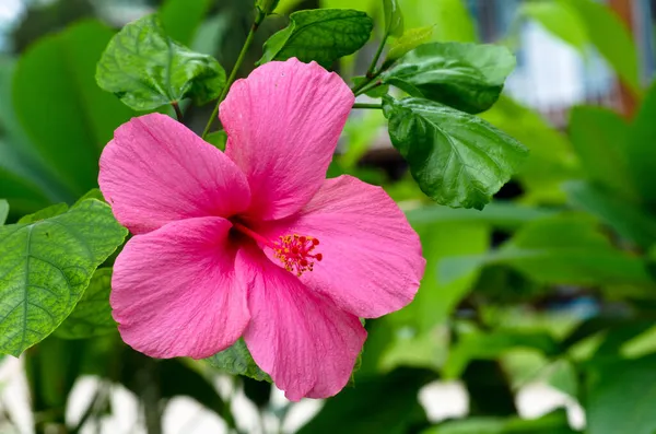 Flor Rosa Brillante Hibisco Hibiscus Rosa Sinensis Sobre Fondo Verde —  Fotos de Stock