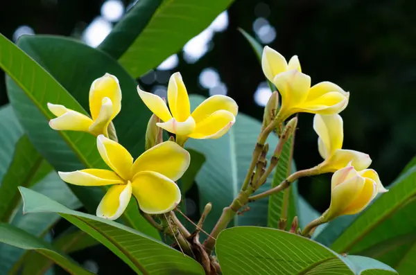 Miękkie Skupienie Plumeria Kwiat Zielonym Tle — Zdjęcie stockowe