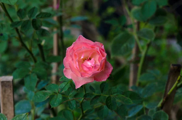 Mjukt Fokus Vackra Färska Rosa Rosor Med Lämna Naturen Bakgrund — Stockfoto