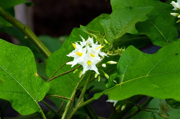 Patlıcan Çiçeği Bilimsel Adı Solanum Torvum Swartz Bahçelerde Çiçek Açmaya — Stok fotoğraf