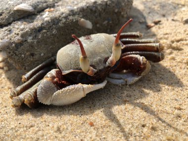 Kumsalda gün batımında hayalet yengeç, Songkhla, Tayland