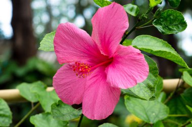 Ebegümeci parlak pembe çiçek (Hibiscus rosa sinensis) yeşil arka plan üzerinde. Karkade tropikal bölgelere özgüdür. Hawaii vahşi pembe Hibiscus Bitki. Hibiscus birkaç yüz türden oluşan.
