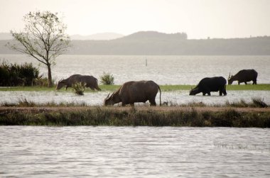 Songkhla Gölü civarındaki ıslak alanda çim yiyen su bufaloları. Songkhla, Tailand