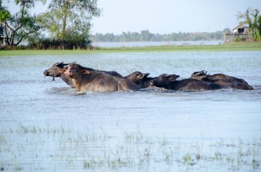 Songkhla Gölü civarındaki ıslak alanda çim yiyen su bufaloları. Songkhla, Tailand