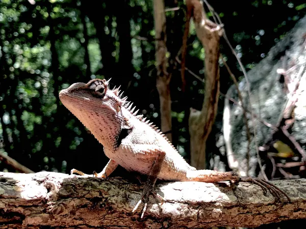 Lacertilia Djur Natur Regnskog Thailand — Stockfoto