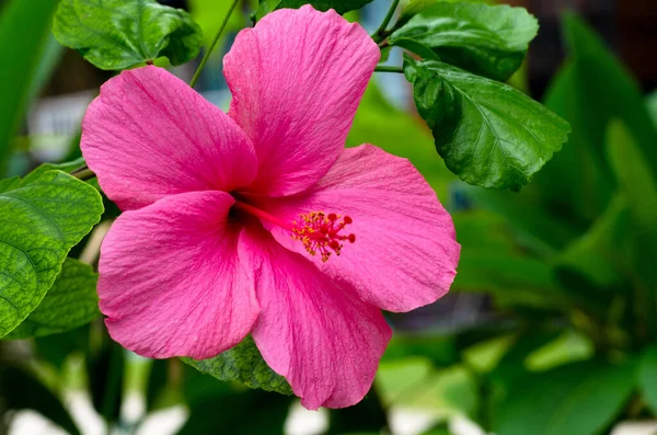 Flor Rosa Brillante Hibisco Hibiscus Rosa Sinensis Sobre Fondo Verde —  Fotos de Stock