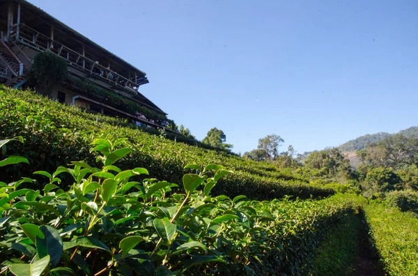 Green tea, Tea plantations, Tea leave in the field