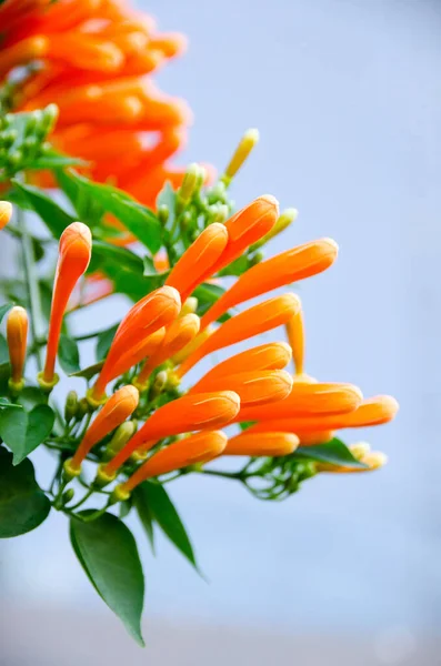 Zamknij Pomarańczowy Trąbka Płomień Kwiat Ogień Krakersy Winorośli Tle Natury — Zdjęcie stockowe