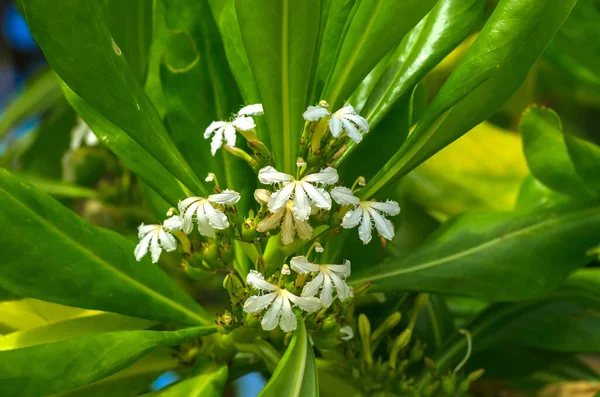 ビーチキャベツ レタス ビーチナウパカ 熱帯開花植物としても知られるScaevola Taccada — ストック写真