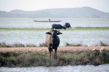 Songkhla Gölü civarındaki ıslak alanda çim yiyen su bufaloları. Songkhla, Tailand