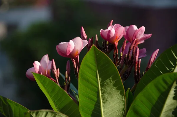 Flor Plumeria Plena Fragancia Floración Plantada Jardín Templetree Día Soleado —  Fotos de Stock