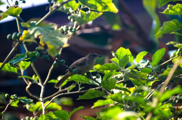 Pycnonotus Striatus Istanbul Frisst Grüne Truthahnbeeren Auf Drei Garten Thailand — Stockfoto