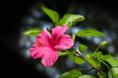 Koyu doğa arka planında güzel kırmızı amber çiçeği (Hibiscus rosa sinensis). Karkade tropikal bahçede. Hibiscus çiçeği Jaswand Bitkisi. Tropik Hawaii Hibiscus çiçeği