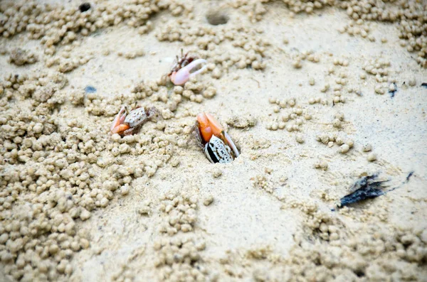Fiddler crab is on tidal flat mangrove area, Thailand.