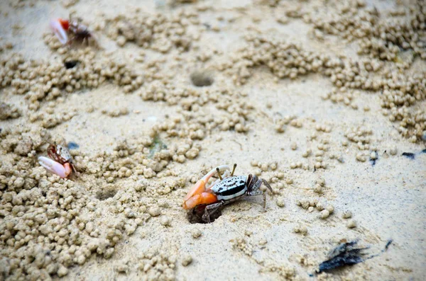 Fiddler crab is on tidal flat mangrove area, Thailand.