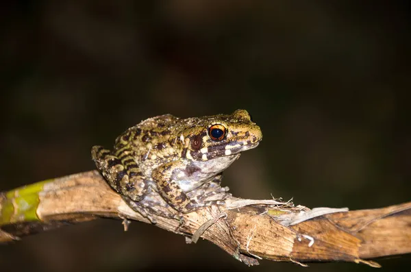 Žába Větvích Chytit Hmyz Noci — Stock fotografie