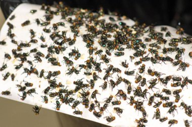 Bir sürü sinek kağıt üzerindeki yapıştırıcıya yapışır. Üzerinde bir sürü sinek olan yapışkan sinek kağıdını kapat. Kağıt kapanı.