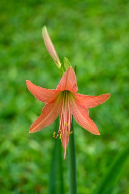 Amaryllis (taç takan Amaryllis) çiçek açıyor ve Amaryllis 'in beyaz bahçesinde pembe çizgili çiçek açmaya hazır. Tayland
