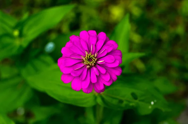 Zinnia Flor Colorida Nombre Científico Zinnia Violacea Cav Temporada Del — Foto de Stock