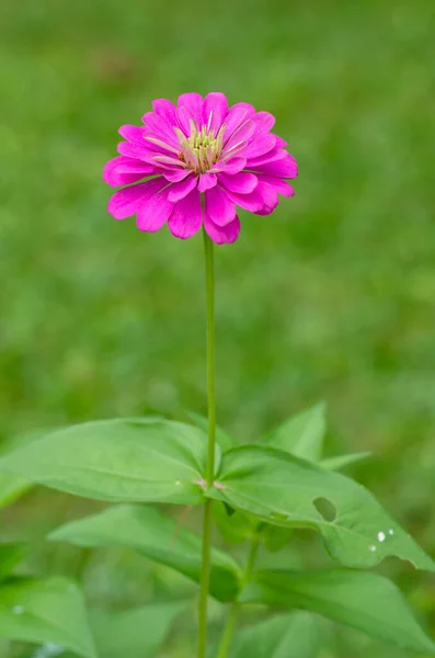 Zinnia Flor Colorida Nombre Científico Zinnia Violacea Cav Temporada Del —  Fotos de Stock