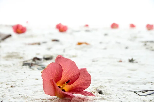 Fallen flowers of Hibiscus Tiliaceus or Sea hibiscus, (beach hibiscus, coast hibiscus, coastal cottonwood) on the white sand. Lipe, Thailand.