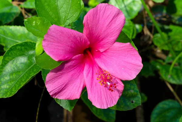 Çiçekli pembe amber çiçeği, erkeklik organlarıyla, Tayland 'da bahçe.