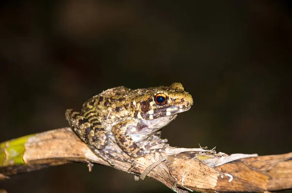 Žába Větvích Chytit Hmyz Noci — Stock fotografie
