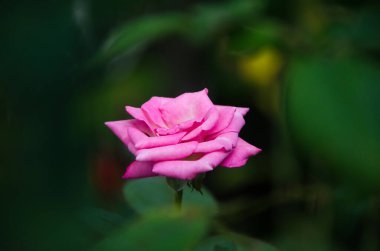 Soft focus beautiful rose with leave in background with nature dark background, Thailand