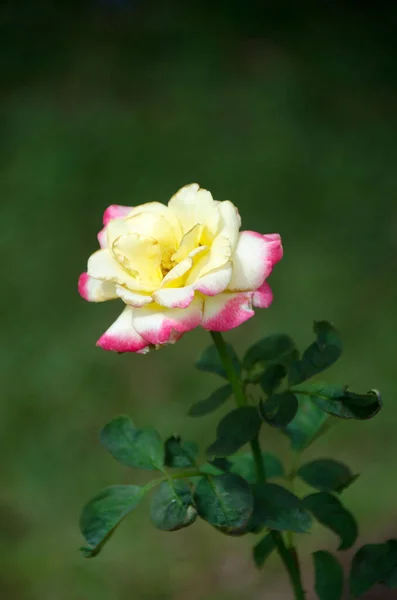 Soft focus beautiful fresh roses  with leave nature background, Thailand (Double Delight Rose)