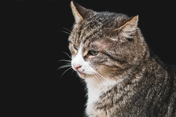 黒の背景にタビー猫のクローズアップ 悲しいペットは目を離している 動物愛護の概念 — ストック写真
