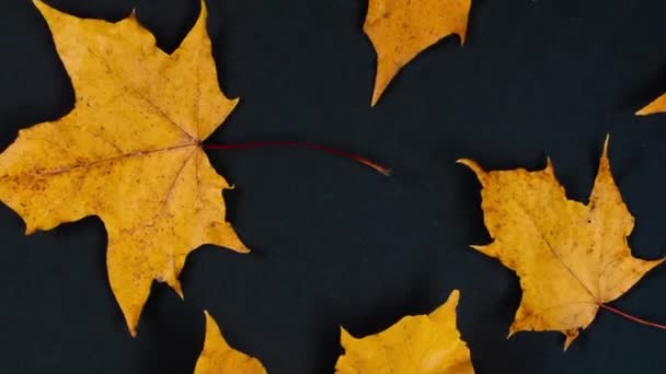 Herfst gele esdoorn bladeren op zwarte achtergrond. — Stockvideo