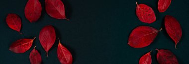 Siyah arkaplanda parlak kırmızı yaprakların sonbahar arkaplanı. Sancak biçimi.