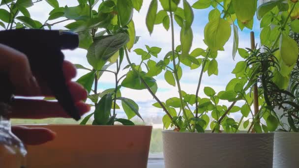 Menyemprot tanaman rumah dari hama. Merawat bunga dalam pot. Kehidupan rumah, hobi berkelanjutan. Gaya hidup ramah lingkungan.. — Stok Video
