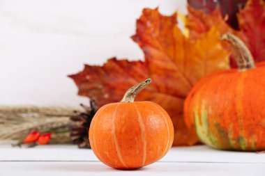Beyaz arka planda olgun portakal kabakları ve akçaağaç yaprakları. Sonbahar hasadı ve Şükran Günü konsepti.