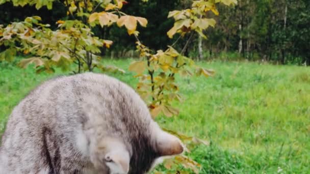 Grigio gatto tabby lecca se stesso. Giovane gattino soffice è seduto su una recinzione di legno in campagna. — Video Stock