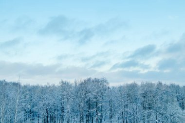 Kış ormanı manzarası. Kar fırtınasından sonra ağaçlar. Kış mevsiminin başlangıcı..