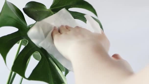 Vrouw zorgt voor huisplant Monstera. Handen zijn het afstoffen van grote groene bladeren van planten. Trendy bloem in pot voor minimalistisch interieur. — Stockvideo