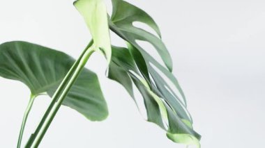 Trending house plant Monstera. Large green leaves. Flower in pot rotates slowly.