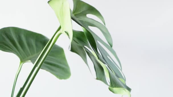 Trending house plant Monstera. Large green leaves. Flower in pot rotates slowly. — Stockvideo