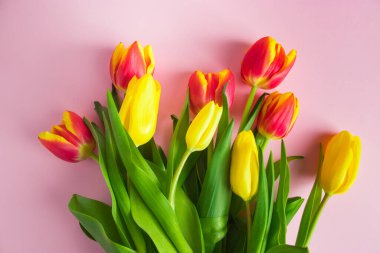 Pastel pembe arka planda kırmızı ve sarı laleler. Bahar sembolü, bayram hediyesi. Metin için yer.