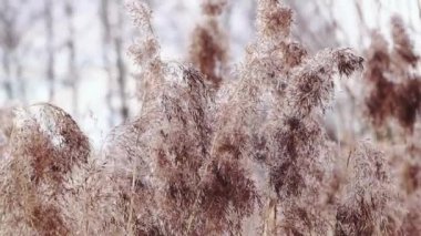 Altın kamış tohumları açık arkaplanda nötr tonlarda. Pampa otları gün batımında. Kuru sazlıklar yakın çekim. Moda tüylü bitki.