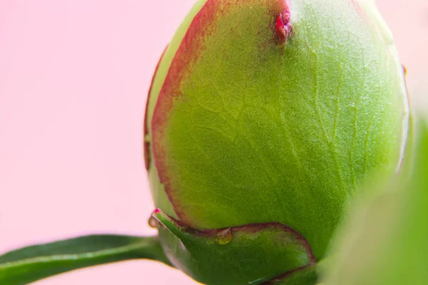 Pączek Kwiatowy Bliska Nieotwarty Biały Kwiat Piwonii Różowym Tle Makrofotografia — Zdjęcie stockowe