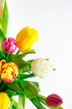 Beyaz arka planda renkli taze bahar laleleri. Mutlu Paskalyalar, bayram sembolü. Metin için yer.