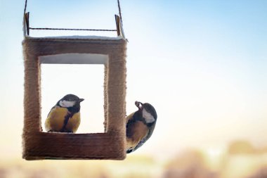 Tits eat sunflower seeds from handmade feeder. Winter feeding of garden birds