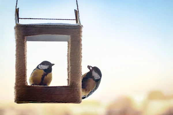 Tits eat sunflower seeds from handmade feeder. Winter feeding of garden birds — стоковое фото